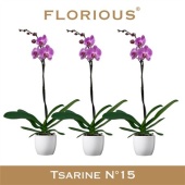 Фаленопсис 1 ствол Pink In Ceramic (florious) d15 см h110 см