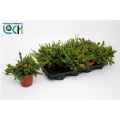 Рипсалис мезиамбрентеновый d12 см h15 см