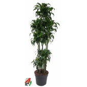Драцена Дорадо карусель d40 см h200 см