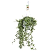 Хедера хеликс Eva Hangpot d17 см h100 см