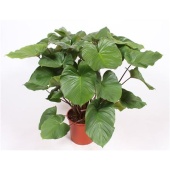 Хомаломена Rubescens Maggy d34 см h120 см