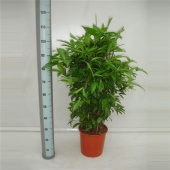 Драцена Суркулоза куст d27 см h110 см
