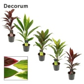 Кордилина микс d12 см h40 см (decorum)
