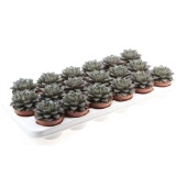 Эхеверия Purpusorum d8.5 см h10 см тип 1