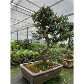 Бонсай Зельква Parvifolia d49 см h85 см