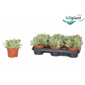 Крассула Swaziensis вариегатная d10.5 см h15 см