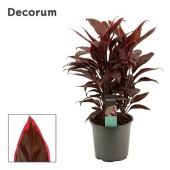 Кордилина Мамбо d19 см h55 см (decorum)