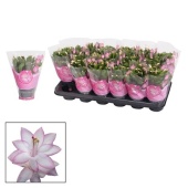 Шлюмбергера (декабрист) Pink d9 см h18 см
