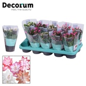 Шлюмбергера (декабрист) Микс (decorum) d10.5 см h20 см тип 2