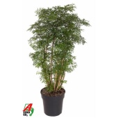 Полисциас Ming Branched d27 см h110 см