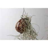 Тилландсия Tigris Shell