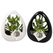 Лаки Бамбук "Round 2 Big In Ikebana Ceramic B" d19 см h25 см