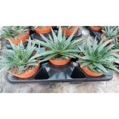 Гастерия Verrucosa d17 см h20 см