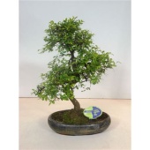 Бонсай Зельква Parvifolia d29 см h45 см тип 2