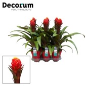 Гузмания Punta Rood Luxe Keramiek (decorum) d14 см h55 см