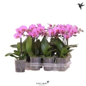 Фаленопсис Little Kolibri 1st Violet 10+ d9 см h40 см тип 3