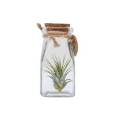 Тилландсия Square Bottle Small d5 см h15 см
