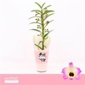 Дендробиум Nobile Sunny Eyes 1 ствол d12 см h50 см тип 2