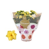 Каланхоэ Rosalina Don Amarillo желтый d15 см h27.5 см