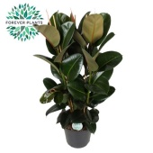 Фикус Эластика Робуста 3 ствола d35 см h140 см