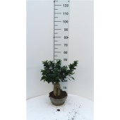 Фикус Гинсенг бонсай d22 см h50 см