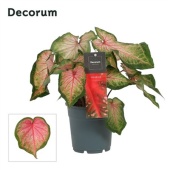 Каладиум розовый d12 см h25 см (decorum)