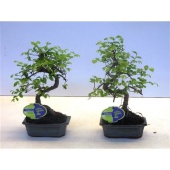 Бонсай Зельква Parvifolia d15 см h30 см тип 1