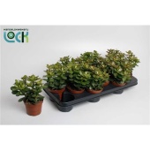 Крассула Овата Минор денежное дерево d10.5 см h15 см