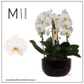Фаленопсис 4 ствола White Crown Ceramic Black (orchid Growers d26 см h70 см