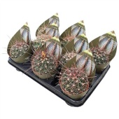 Ферокактус Hamatacanthus d10.5 см h12.5 см