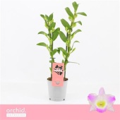 Дендробиум Nobile Pandora Compact 2 ствола d12 см h40 см тип 1