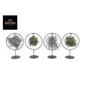 Тилландсия Ring Mix (large) d14 см h35 см