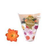 Каланхоэ Rosalina Don Pedro Orange d7 см h15 см