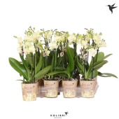 Фаленопсис Kolibri Yellow 3st d9 см h40 см тип 1