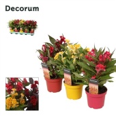 Целлозия Хот топик (decorum) d12 см h32 см тип 1