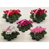 Цикламен 6-pack Mix d9 см h12.5 см