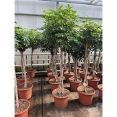 Шеффлера Компакта косичка d50 см h210 см