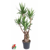 Юкка Branched Arms d34 см 160 см