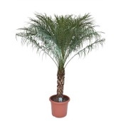Финик Робелини d40 см h190 см тип 1