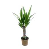 Юкка 1 ствол 30см Stem d14 см 60 см тип 3