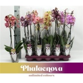 Фаленопсис 2 ствола Taiwan Mix 18+ (phalaenova) d12 см h60 см