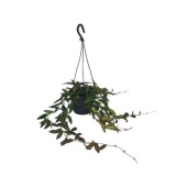 Хойя Rosita hangpot d14 см h30 см