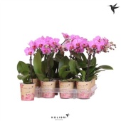 Фаленопсис Little Kolibri 1st Violet 10+ d9 см h40 см тип 1