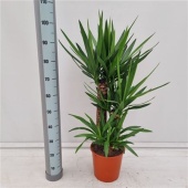 Юкка 3 ствола 60-40-20см Xl d24 см 105 см