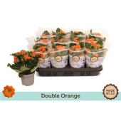 Каланхоэ Rosalina Orange d9 см h19 см