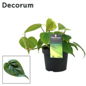 Филодендрон Сканденс d12 см h20 см (decorum)