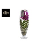 Ванда Champagne Cerise-fuchsia d24 см h70 см