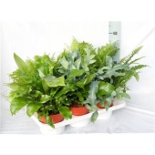 Папоротники микс Exclusive d17 см h50 см