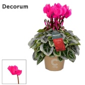 Цикламен Pink Cozy d11 см h22.5 см
