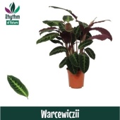 Калатея Варшевичи (rhythm Of Nature) d21 см h105 см